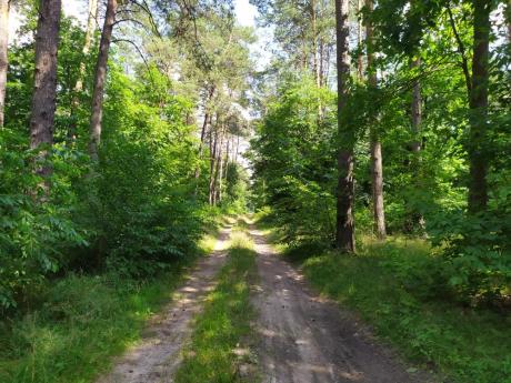 Nadleśnictwo Sobibór jest zainteresowane zakupem lasów oraz gruntów przeznaczonych do zalesienia